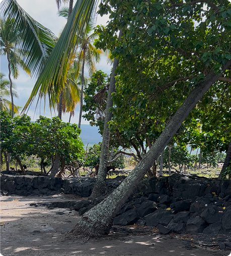 Tropical beach with palm trees and rocks.