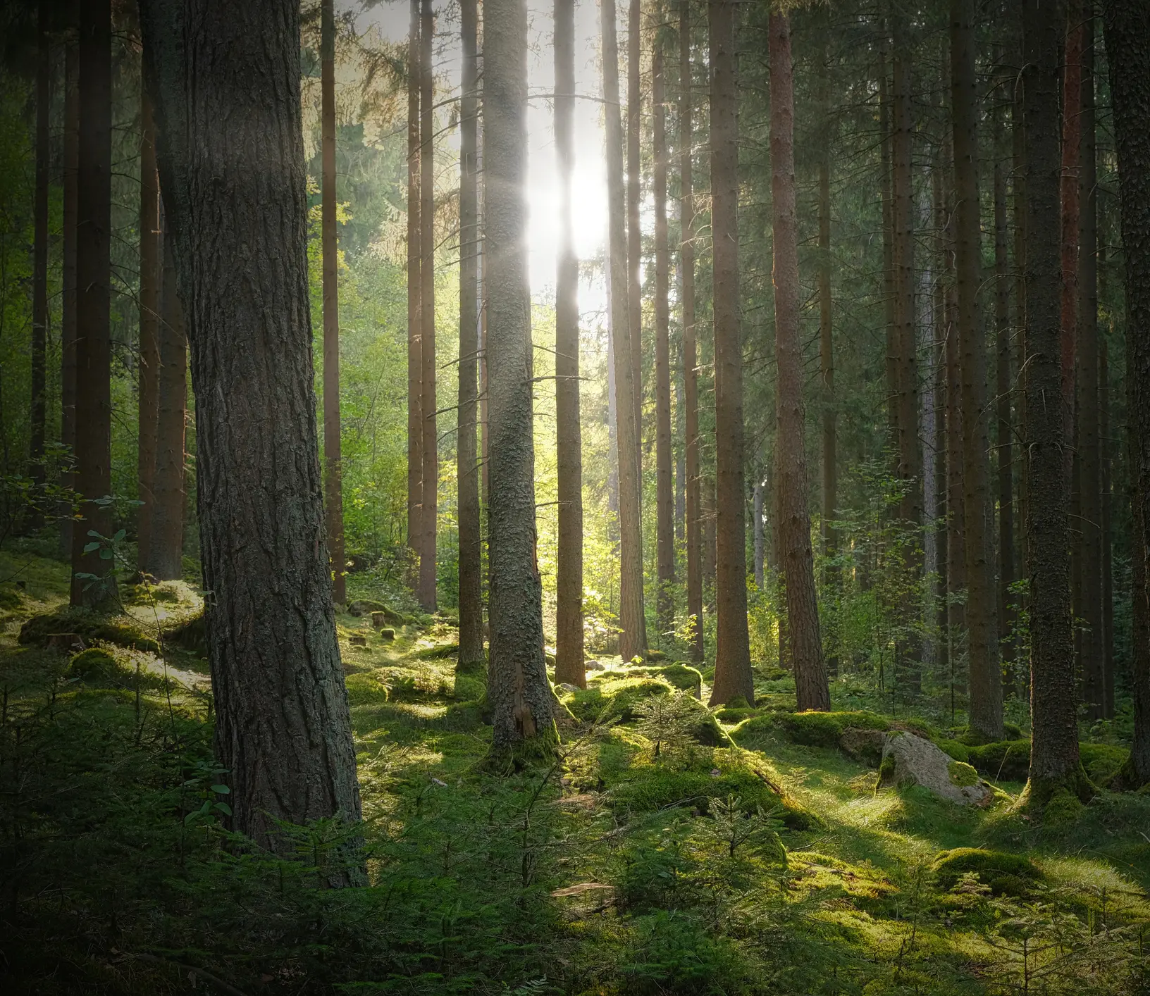 A symbol of hope. The forest backlit by the afternoon sun.